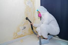 Best Mold Damage Restoration in USA